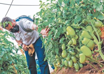 Familias migueleñas producen de manera agroecológica
