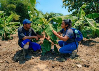 El Centa beneficia a productor con más de 1,000 plantas en Jiquilisco, Usulután