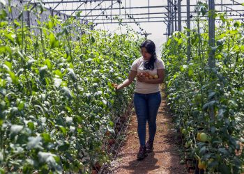 Familias de Morazán apuestan por cultivo de tomate