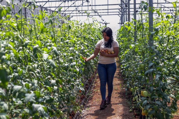Rural Adelante beneficia a jóvenes que ven en la agricultura una alternativa de desarrollo en Morazán.