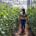 Familias de Morazán apuestan por cultivo de tomate