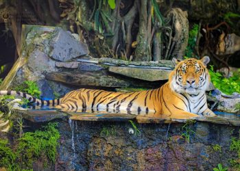 Animales del zoológico no recibirán eutanasia y estarán en refugios
