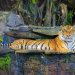 Animales del zoológico no recibirán eutanasia y estarán en refugios