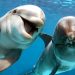 Los delfines usan la orina para reconocer a sus amigos, según estudio