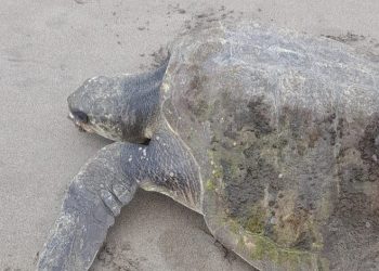 Encuentran 14 tortugas muertas a la orilla de la playa El Icacal de Intipucá
