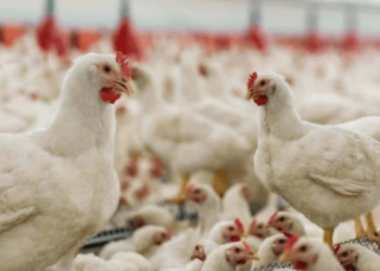 Francia sacrifica 16 millones de aves por epidemia de gripe aviar