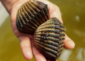 Guatemala veda la recogida de moluscos en Pacífico por marea roja