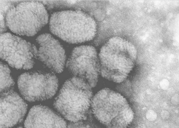 Cinco casos confirmados y una veintena sospechosos de viruela del mono en España y Portugal