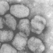 Cinco casos confirmados y una veintena sospechosos de viruela del mono en España y Portugal
