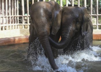 Trasladan a 250 elefantes a un parque en Malaui donde la especie había casi desaparecido