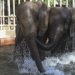 Trasladan a 250 elefantes a un parque en Malaui donde la especie había casi desaparecido