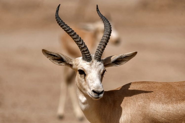 Rhim gazelles graze at the Sawa wildlife reserve in the desert of Samawa in Iraq's southern province of al-Muthanna on June 8, 2022. - Gazelles at the Iraqi wildlife reserve are dropping dead from lack of food, making them the latest victims in a country where climate change adds to the burdens after years of war. In little over one month, the slender-horned gazelle population at the reserve has dropped from 148 to 87. Lack of funding along with a shortage of rain has deprived them of food, another reflection of the country's drought which has dried up lakes and led to declining crop yields. The International Union for Conservation of Nature classes the animals as endangered on its Red List. (Photo by Asaad NIAZI / AFP)