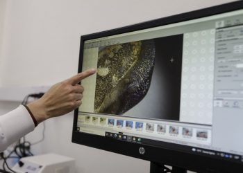 Colombia descubre especie de tiburón extinta hace millones de años