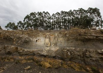 Descubren un bosque de 290 millones de años en Brasil