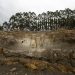 Descubren un bosque de 290 millones de años en Brasil