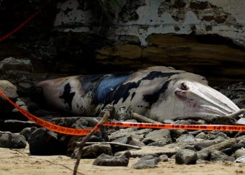 Hallan muerta una ballena de más de tres toneladas en playa de Panamá