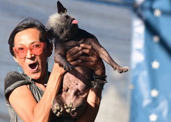 «Sr. Rostro Feliz» es el nuevo perro más feo del mundo