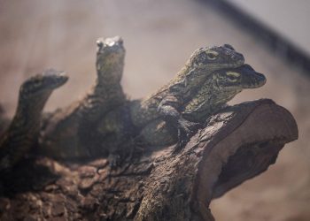 Zoológico indonesio cría decenas de dragones de Komodo para salvar la especie
