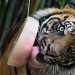 Fotos: El zoológico de Roma da helados a los animales para soportar la ola de calor