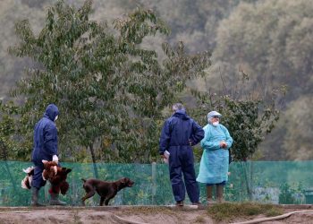 Primer caso de gripe aviar detectado en el Ártico