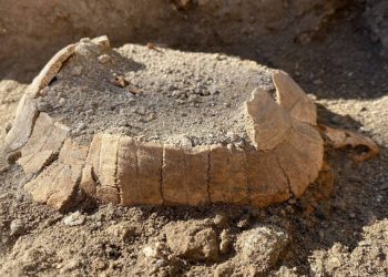 Descubierta una tortuga con un huevo en las ruinas de Pompeya