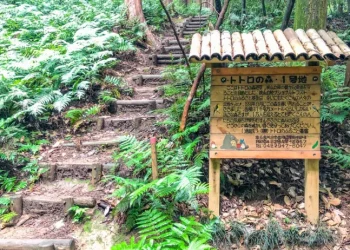 Japón lanzó una campaña para preservar bosque que inspiró una película animada