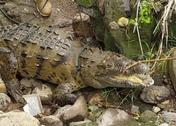 Autoridades recuperan cocodrilo que se encontraba en una quebrada en Santa Rosa de Lima, La Unión