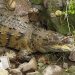 Autoridades recuperan cocodrilo que se encontraba en una quebrada en Santa Rosa de Lima, La Unión