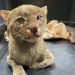 Ministerio de Medio Ambiente anuncia recuperación de un gato zonto en su clínica veterinaria