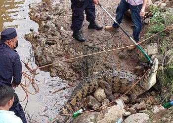 Recuperan cocodrilo cerca de una quebrada en La Unión