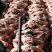 Régimen de excepción ha permitido 41,726 capturas de pandilleros