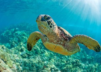 Criaturas de sangre fría como las tortugas no envejecen, según estudios