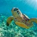 Criaturas de sangre fría como las tortugas no envejecen, según estudios