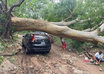 Remueven árboles caídos por lluvias en la zona oriental