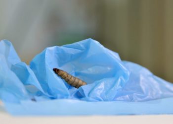 Supergusanos podrían ser la clave para el reciclaje del plástico