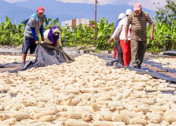 El Ministerio de Agricultura prevé una buena cosecha de maíz para este año