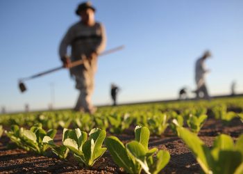 La agricultura debe ser más productiva para eliminar el hambre y contaminar menos (FAO-OCDE)