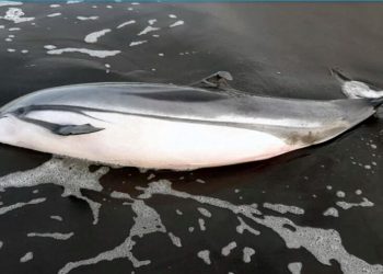 Investigan muerte de tortugas y delfines en el pacífico de Guatemala