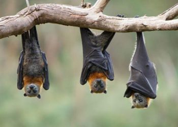El crecimiento de las zoonosis eleva el riesgo de nuevas pandemias
