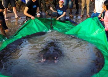 Capturan al pez de agua dulce más grande del mundo en Camboya