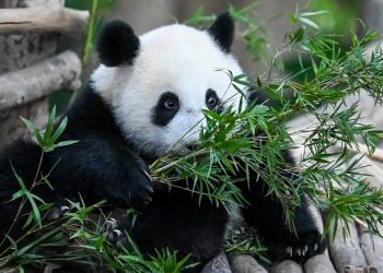 Hallazgo de fósiles resuelve el misterio de cómo los pandas se hicieron vegetarianos