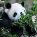 Hallazgo de fósiles resuelve el misterio de cómo los pandas se hicieron vegetarianos