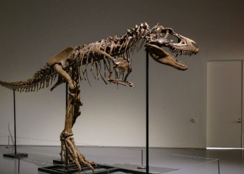 Sale a subasta en Nueva York el esqueleto de Gorgosaurus