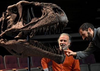 «Meraxes Gigas», el más reciente dinosaurio descubierto en Argentina