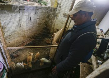 Pescador peruano cría conejos para sobrevivir seis meses después de derrame de crudo