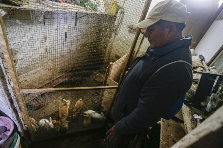 Fisherman Justiano Hualpa, who was affected by an oil spill on January 15 involving Spanish energy giant Repsol, stands next to rabbits he sells to make a living, in Pachacutec, an area on the northern outskirts of Lima, on July 09, 2022. - Described as an "ecological disaster" by the Peruvian government, the spill occurred while the Italian-flagged tanker "Mare Doricum" was unloading crude oil at the La Pampilla refinery in Ventanilla, owned by the Spanish oil company Repsol. The company attributed the fact to the agitation of the sea by a volcanic eruption in Tonga, on the other side of the Pacific. (Photo by Gian Masko / AFP)
