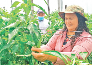 Mayra saca adelante a su familia con la producción de hortalizas