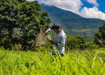 Agricultura explora presencia de langosta voladora en el país