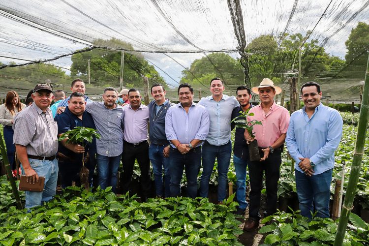 Las variedades de café que serán distribuidas cumplen con las características de calidad, sabor y alto índice productivo./Foto: Diario El Salvador.