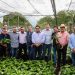 Gobierno comprará 12.5 millones de plantines de café a viviristas